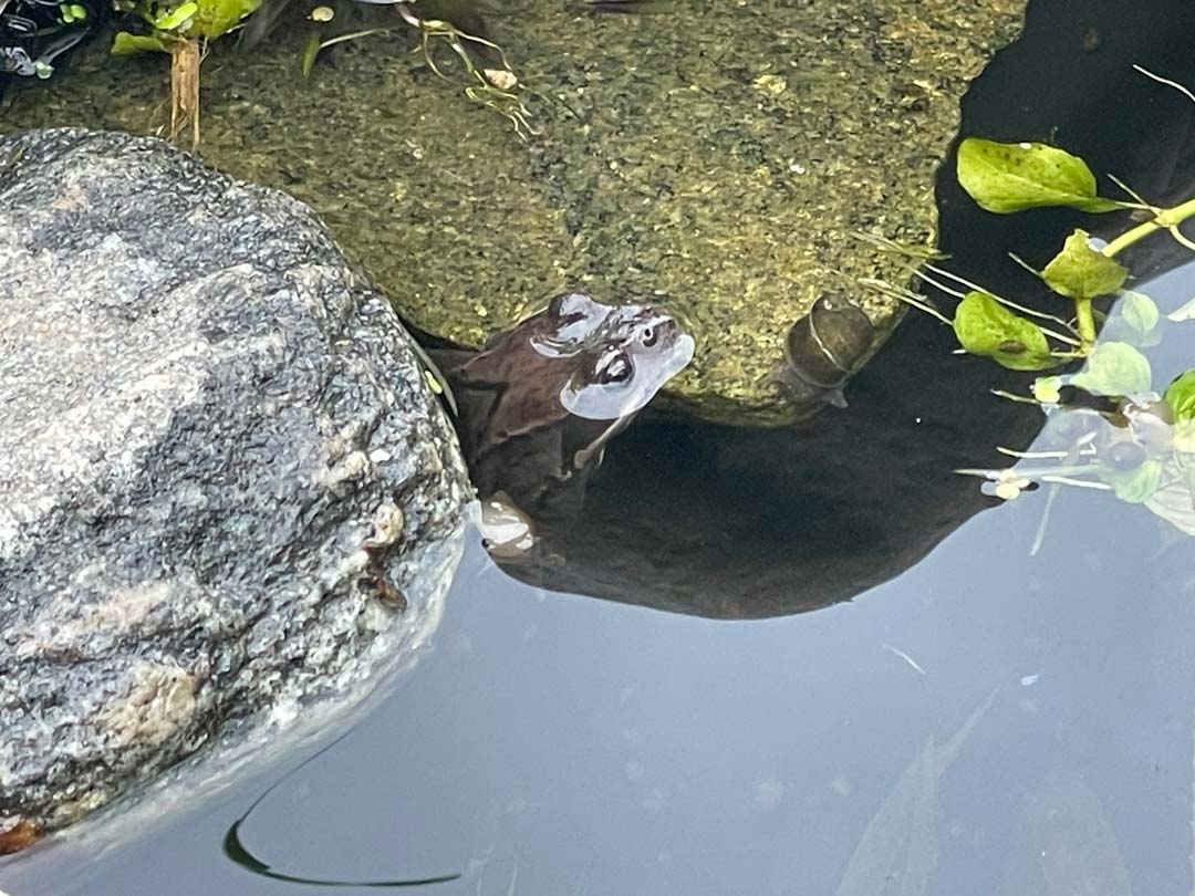 Første frø i havedam