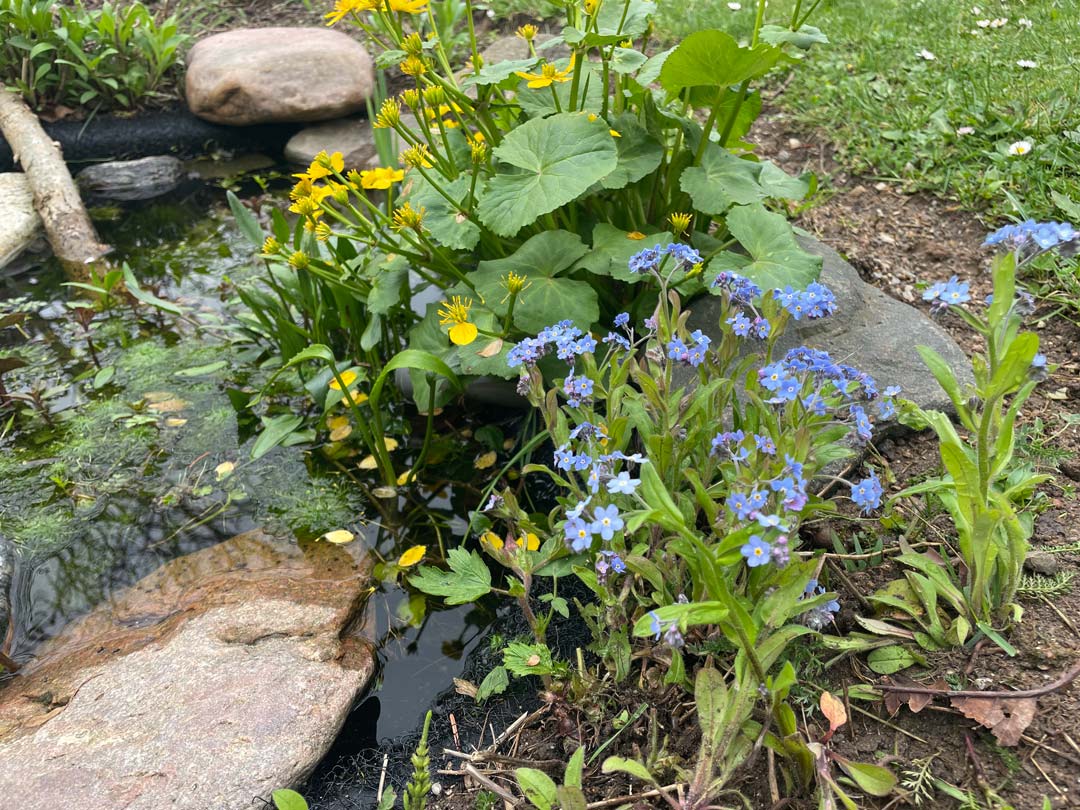 Blomster ved havedam