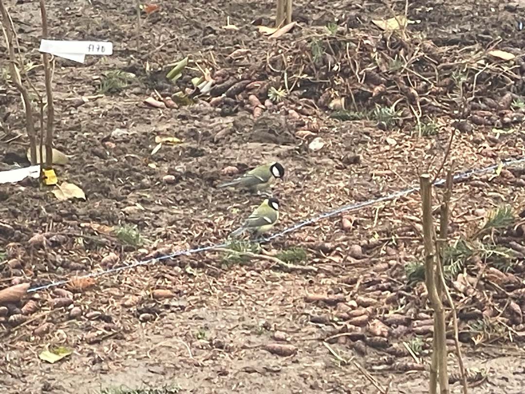 Begejstrede mejser i skovbed