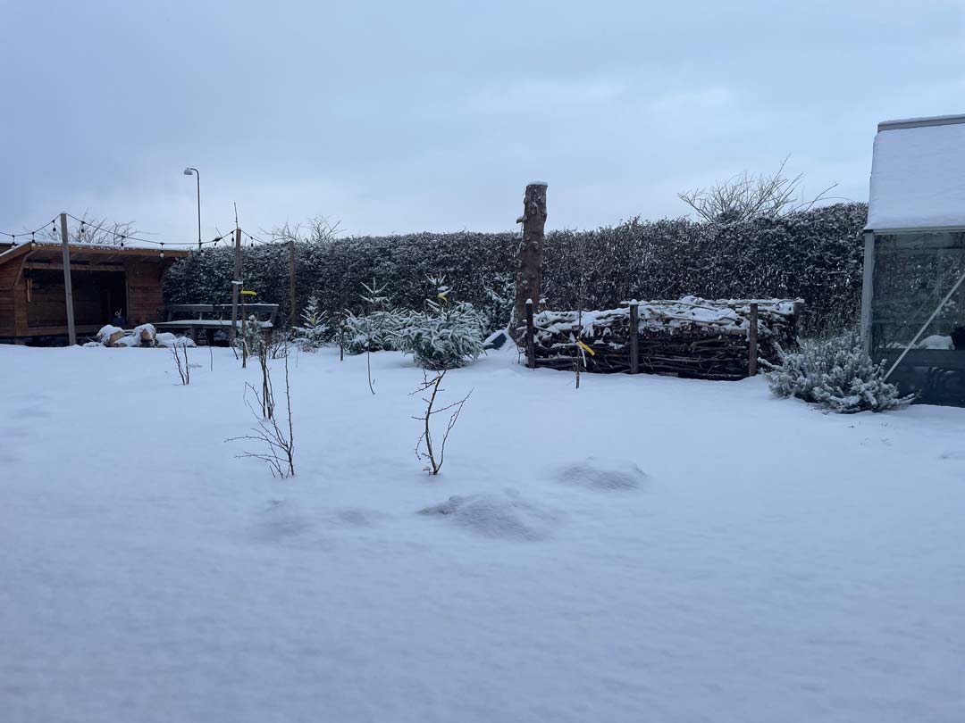 Vinterroen har sænket sig